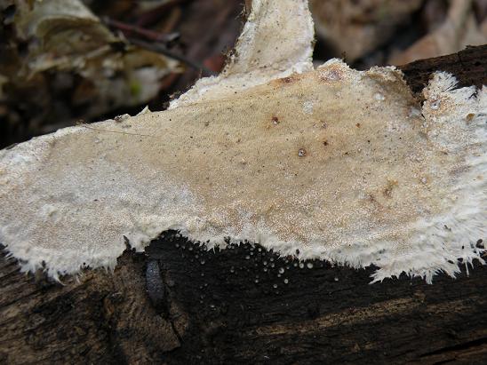 Stromatoscypha fimbriata 8 Pers.:Fr.)Donk